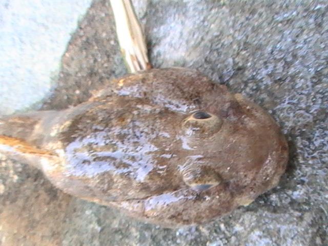 capturi grecia  - pic3486.JPG